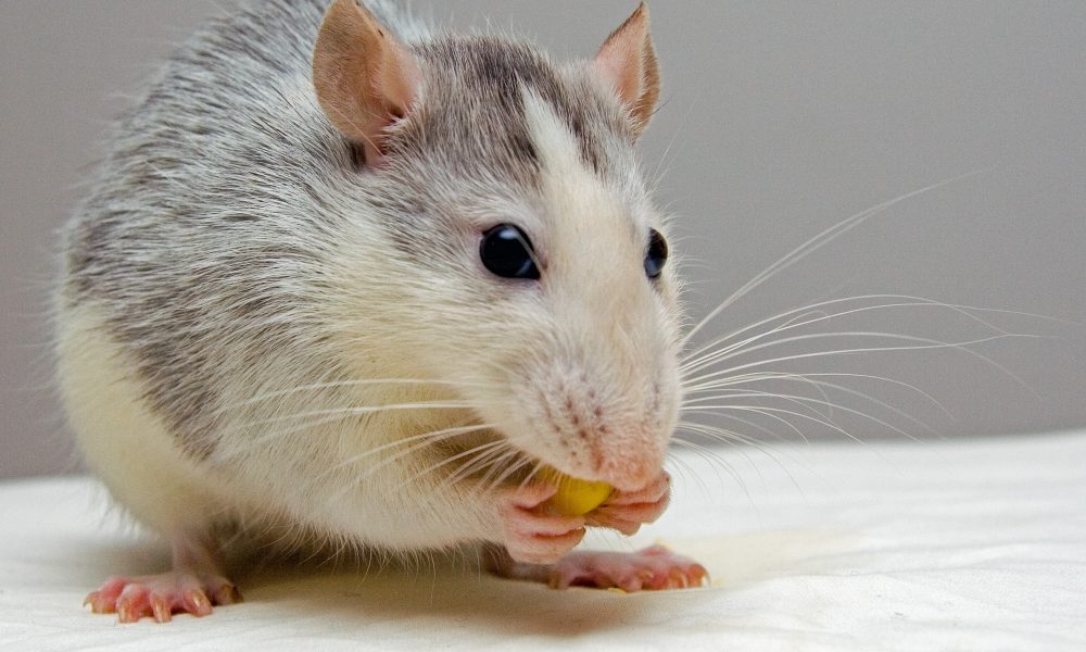  Rompiendo las reglas de la reproducción: científicos logran que ratones del mismo sexo tuvieran crías