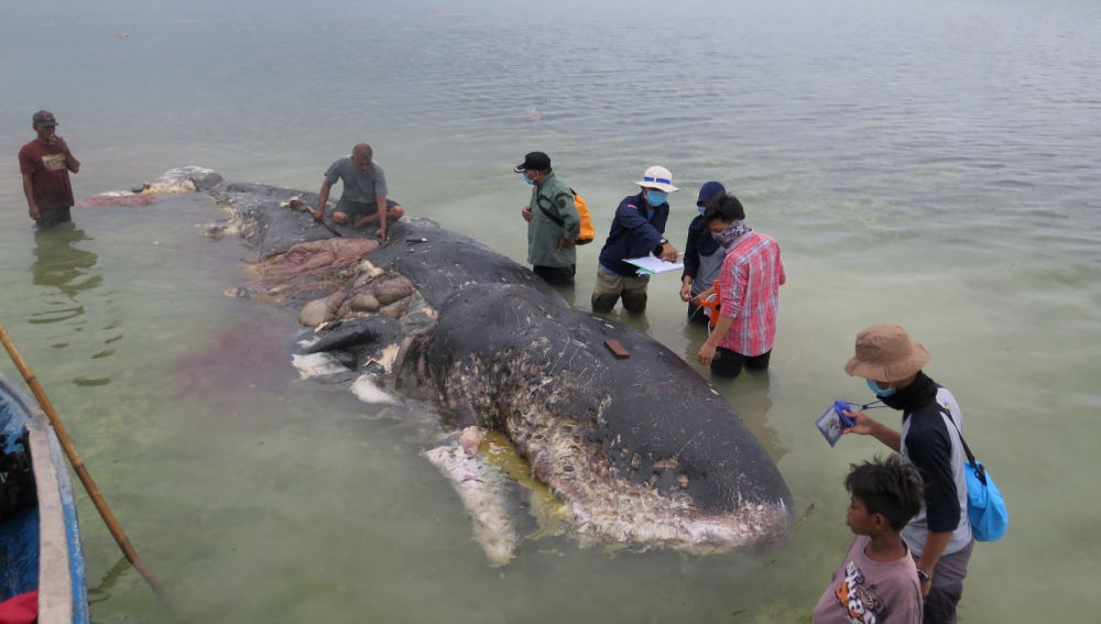  Encuentran ballena muerta con más seis kilos de plástico en Indonesia