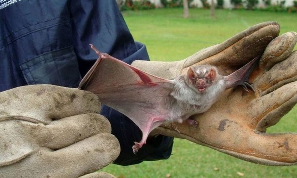  Murciélago con rabia es encontrado en la ciudad de Valdivia