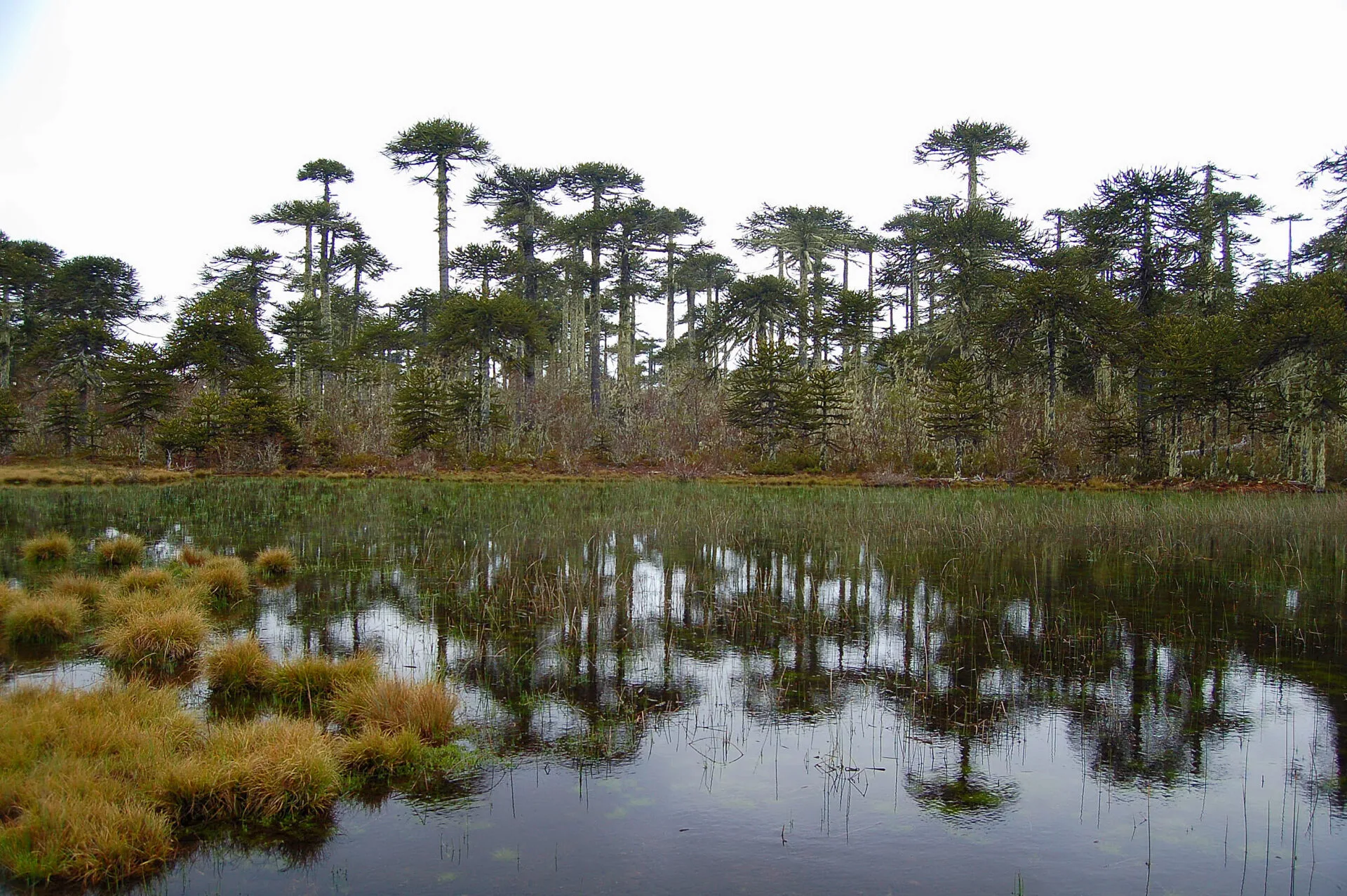 Autoridades y Conaf anuncian medidas para la reapertura gradual del Parque Nacional Nahuelbuta tras daños por invierno y atentado