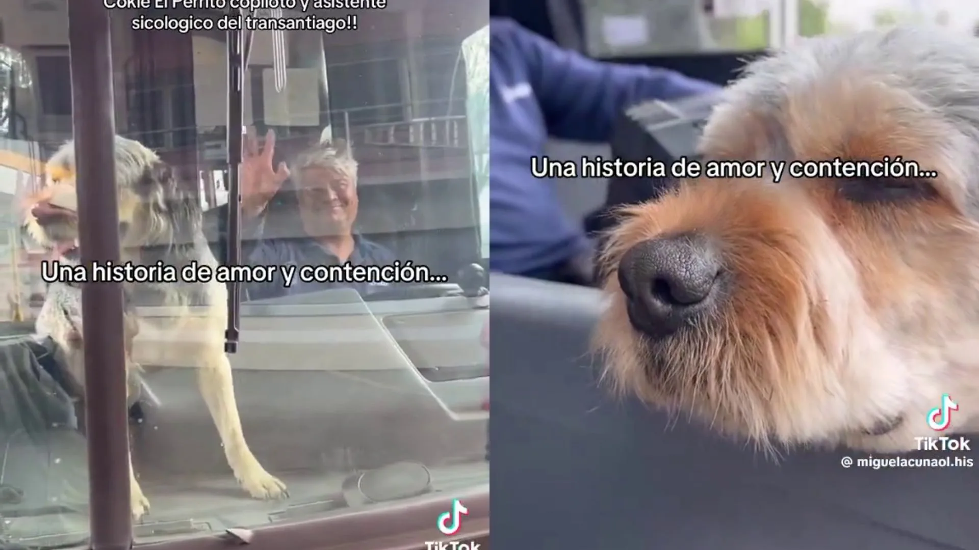 Cookie, el perro de asistencia emocional que acompaña a un conductor del Transantiago tras sufrir un violento asalto